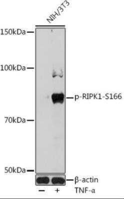 Western Blot: RIPK1/RIP1 [p Ser166] Antibody [NBP3-06877] - Analysis of extracts of NIH/3T3 cells, using Phospho-RIPK1-S166 antibody at 1:1000 dilution.NIH/3T3 cells were treated by TNF-alpha (20 ng/mL) at 37c  for 30 minutes. Secondary antibody: HRP Goat Anti-Rabbit IgG (H+L)  at 1:10000 dilution. Lysates/proteins: 25ug per lane. Blocking buffer: 3% BSA. Detection: ECL Basic Kit.  Exposure time: 60s.